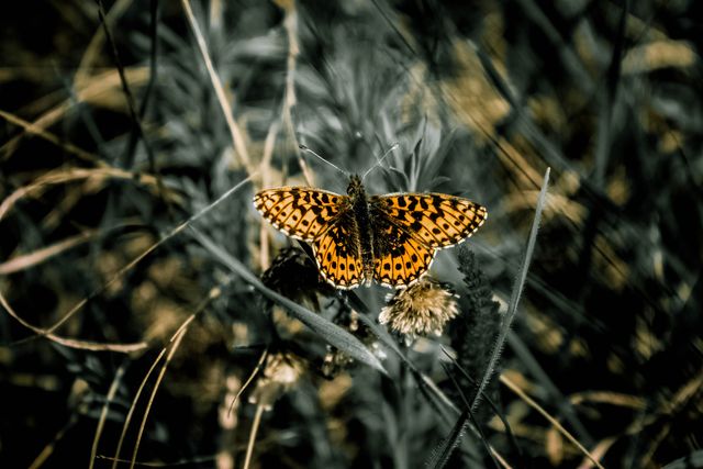 Detailed close-up of an orange, speckled butterfly resting on a wildflower amidst natural foliage. Perfect for use in nature conservation materials, educational content about insects, or artistic projects focusing on wildlife and natural beauty.