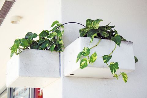 Variegated Pothos Cascading from White Concrete Planters on Clean Exterior Wall