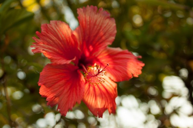 Vibrant close-up of a red hibiscus flower in full bloom. Shot captures the intricate details of the petals and the lush tropical background. Perfect for use in floral designs, gardening blogs, nature photography, botanical studies, and summer-themed projects.