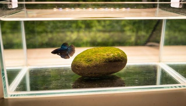 Blue-green betta fish gliding beside moss-covered rock in minimalist glass aquarium
