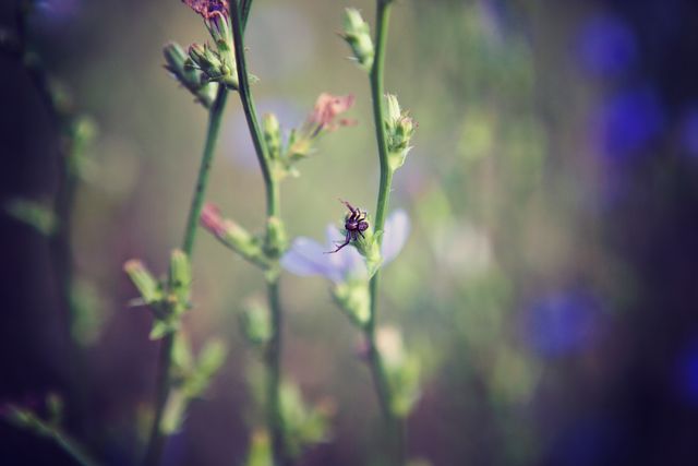 Macro Shot of Ant on Green Plant with Blurred Background - Download Free Stock Photos Pikwizard.com