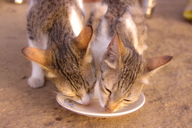 Two Gray Cats Sharing Milk Outdoors, Close-Up - Download Free Stock Photos Pikwizard.com