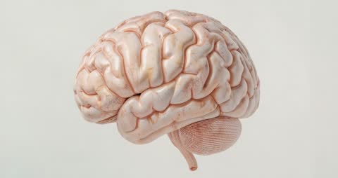 3D Brain Model Reveals Intricate Anatomy in Rotating Animation