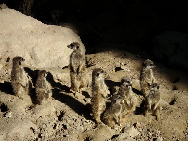Cute group meerkat pack - Download Free Stock Photos Pikwizard.com