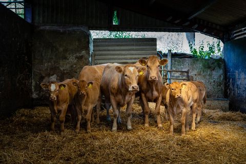 Brown cows and calves standing in rustic barn on straw with soft natural light
