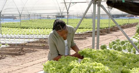 African american woman inspecting hydroponic lettuce in greenhouse