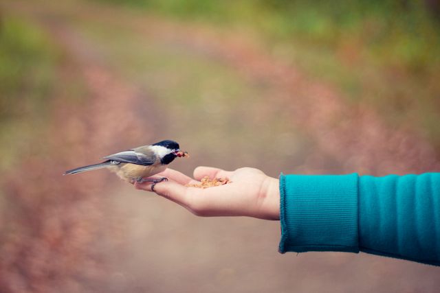 This image shows a person feeding a small bird outdoors using their hand. The setting appears to be a natural, possibly forested, area with autumnal foliage in the background. This photo conveys themes of trust, interaction with nature, and the beauty of wildlife. It can be used in articles or advertisements promoting wildlife conservation, outdoor activities, ecological awareness or trust. It is also suitable for use in blogs or social media posts about peaceful moments in nature.