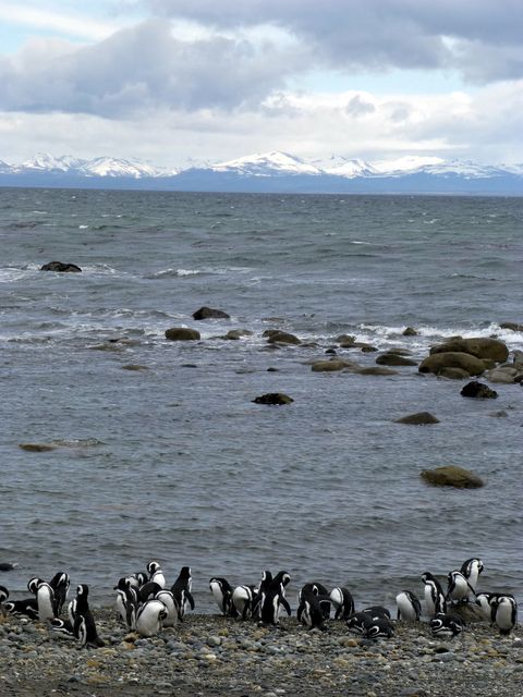 Magellanic penguins gathering on rocky shoreline with backdrop of snow-capped mountains and ocean. Perfect for wildlife and nature enthusiasts, educational materials about penguin habitats, and environmental conservation campaigns.