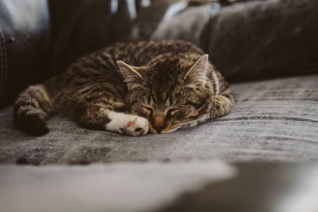 Cute Tabby Kitten Sleeping on Grey Sofa - Download Free Stock Photos Pikwizard.com