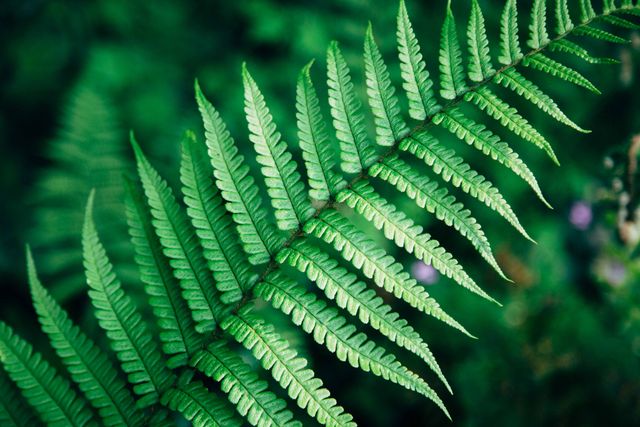 Close-Up of Fresh Green Fern Leaf in Forest - Download Free Stock Photos Pikwizard.com