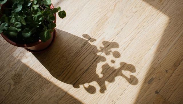 Sunlit terracotta plant casting leaf shadow on pale oak floor for minimal interiors