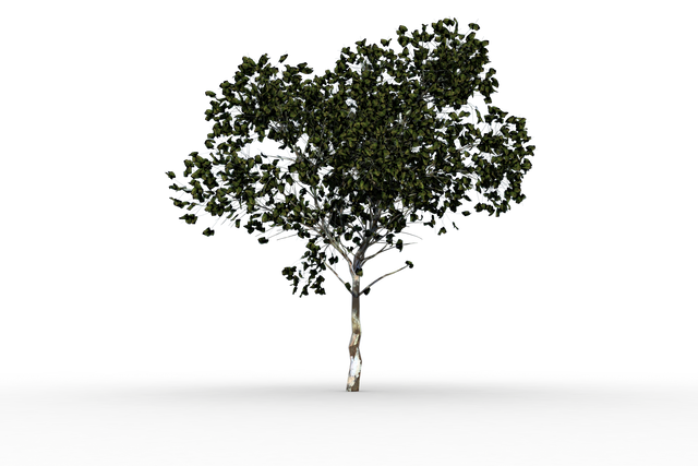 Transparent Tree with Green Leaves Isolated on White Background - Download Free Stock Videos Pikwizard.com