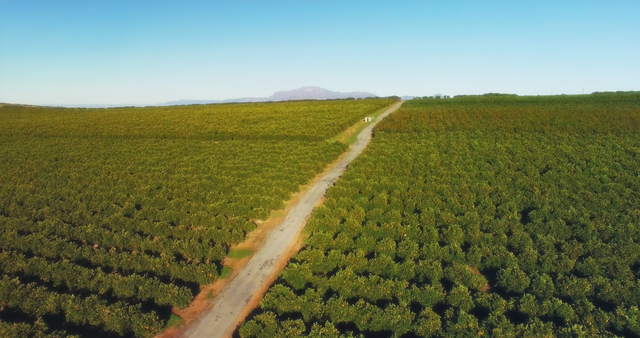 Aerial View of a Vast Green Agricultural Field with Central Path Under Clear Sky - Download Free Stock Videos Pikwizard.com