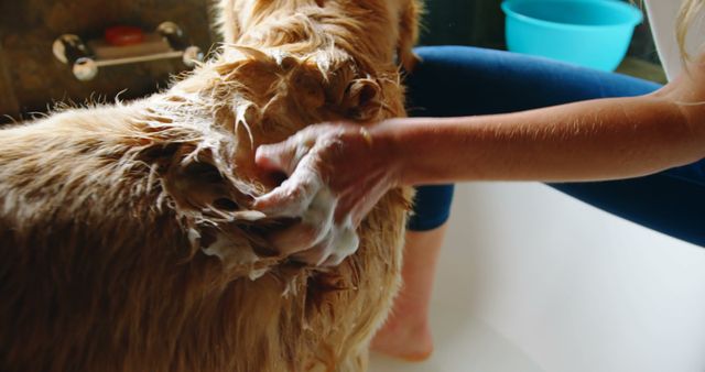 Person washing a golden retriever in a bathtub at home, emphasizing the pet care routine and cleanliness. This image can be used for blogs about pet grooming tips, advertisements for dog care products, or educational materials on maintaining pet hygiene.
