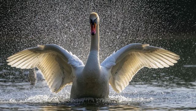 Majestic swan spreading wings with backlit water spray at golden hour on tranquil lake