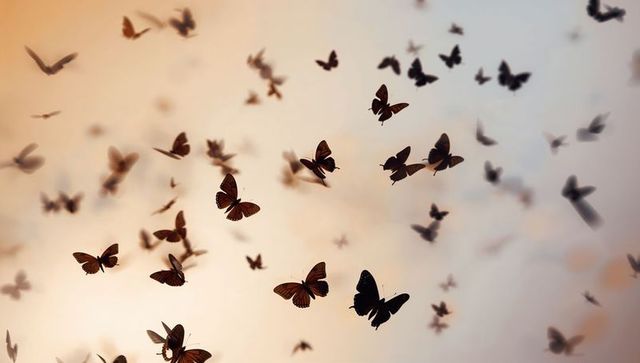 Backlit butterfly swarm fluttering at dawn with soft golden bokeh and ethereal silhouettes
