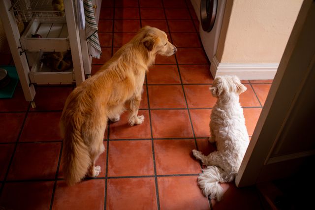 Two diverse breed dogs, golden retriever and terrier standing in kitchen. domestic lifestyle, pets at home.