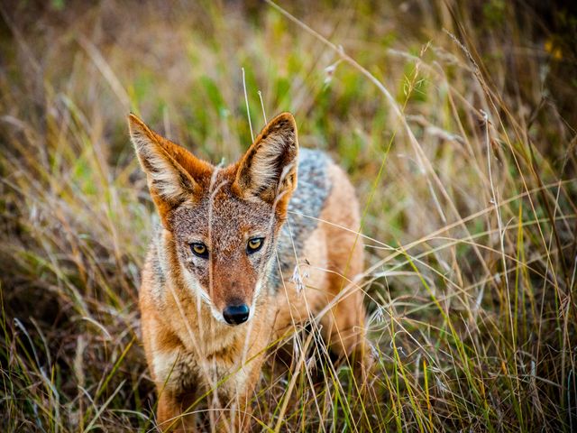 A black-backed jackal prowling through tall grass in a natural habitat. The image captures the essence of African wildlife, perfect for use in educational materials, wildlife documentaries, and nature-focused publications. It can also be used in environmental campaigns and animal conservation efforts.