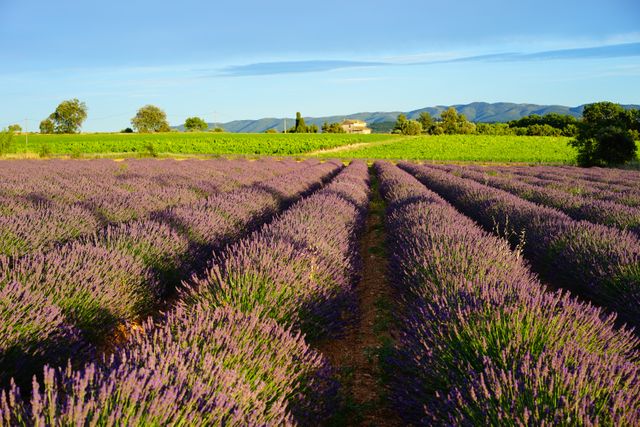 Picturesque Lavender Fields under Bright Blue Sky with Distant Hills - Download Free Stock Photos Pikwizard.com