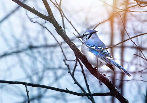 Blue Jay Perched on Bare Tree Branch in Winter