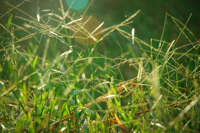 Dew-covered green grass blades illuminated by soft sunlight in the morning create a refreshing and serene atmosphere. Perfect for seasonal promotions, nature-inspired backgrounds, relaxation and wellness content, and environmental campaigns.