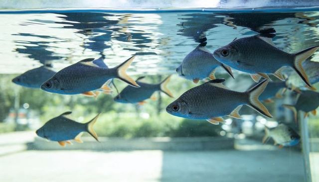 Sunlit silver-blue fish school swimming along glass tank, surface reflections, green blur