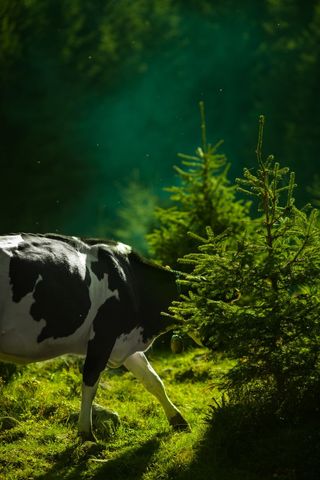 Holstein cow grazing among spruce saplings in golden sunlit mountain pasture