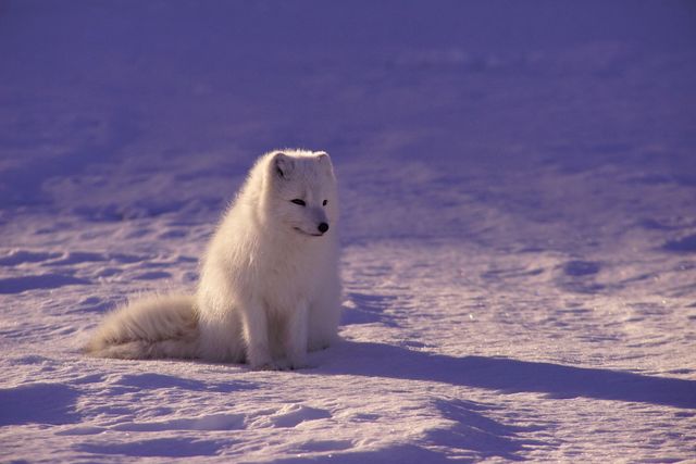 Arctic fox Canine Fox - Download Free Stock Photos Pikwizard.com