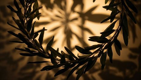Casting Curved Leaf Wreath Silhouettes on Warm Amber Backdrop with Dramatic Spotlight