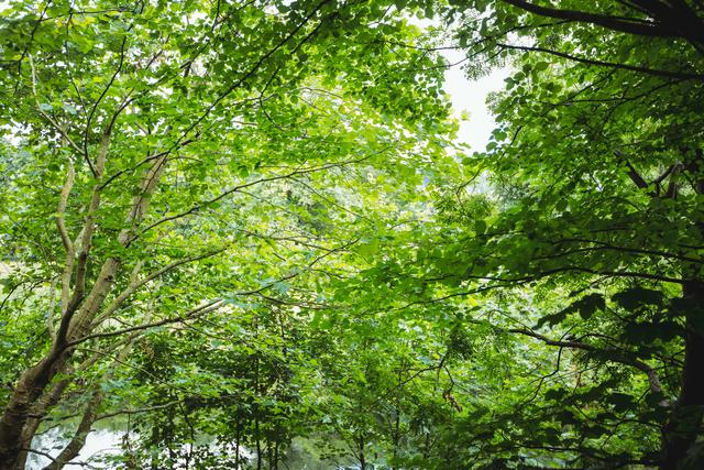 Lush green forest canopy with dense foliage creating a serene and peaceful atmosphere. Ideal for use in nature-themed projects, environmental campaigns, outdoor adventure promotions, and backgrounds for presentations or websites focusing on natural beauty and tranquility.