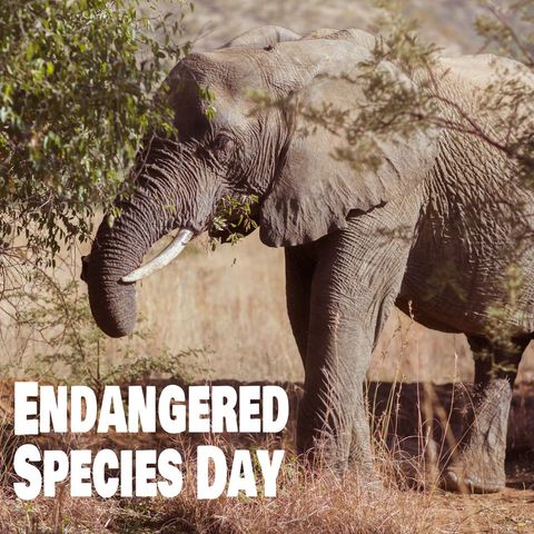 Majestic elephant highlighting endangered species