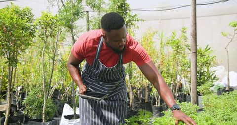 Horticulturist Inspecting Seedlings in Greenhouse Nursery with Tablet