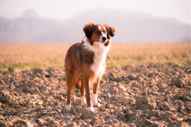 Border Collie Standing on Bare Field - Download Free Stock Photos Pikwizard.com