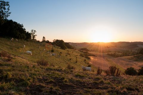 Golden Sunset Over Rolling Hills Grazing White Cows