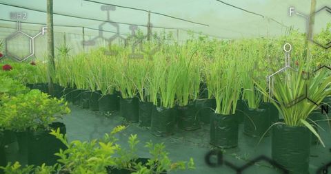 Nursery growing potted ornamental grasses under shade net for sustainable gardening