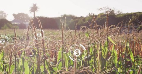 Agritech finance connecting crops with dollar network overlay on sunlit cornfield landscape