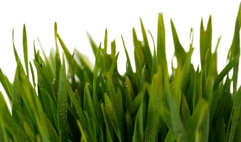 transparent water droplets glamorizing rich green blades of grass - Download Free Stock Videos Pikwizard.com