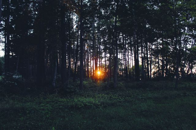 Sunset pouring through dense forest with green foliage. Sunlight filtering through trees creates a serene atmosphere. Ideal for nature themes, environmental campaigns, outdoor activities promotion, and background settings for presentations or websites emphasizing tranquility and natural beauty.