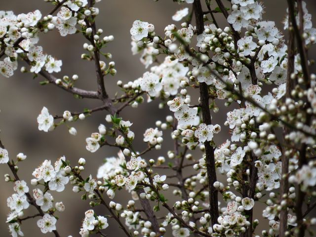 Springtime Blooming White Blossom on Tree Branches - Download Free Stock Photos Pikwizard.com