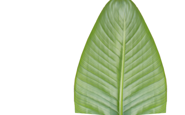 Digital PNG Green Leaf on Transparent Background Isolated - Download Free Stock Videos Pikwizard.com