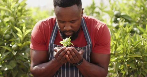 Gardener nurturing seedling in lush citrus orchard