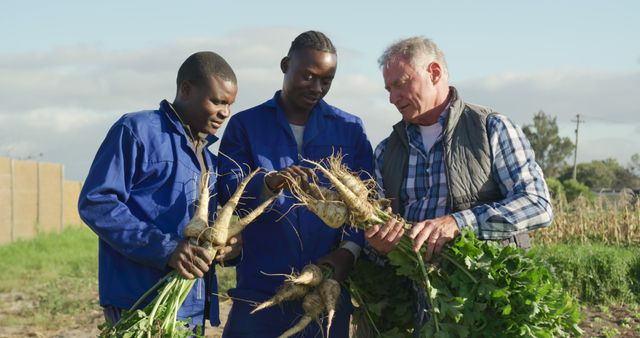 Diverse Farmers Harvesting Fresh Produce Together in Field - Download Free Stock Images Pikwizard.com