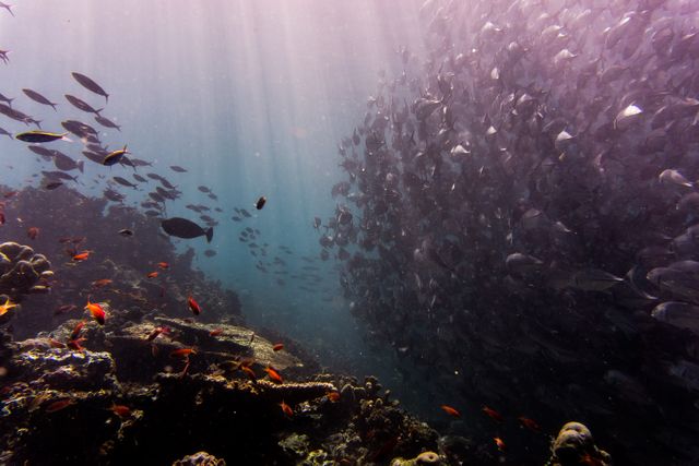 Underwater School of Fish in Vibrant Coral Reef - Download Free Stock Photos Pikwizard.com