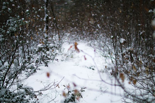 Snow-covered nature trail winding through winter forest, showcasing natural beauty and serene atmosphere. Ideal for winter-themed projects, nature and outdoor exploration blogs, environmental education, and holiday season content.