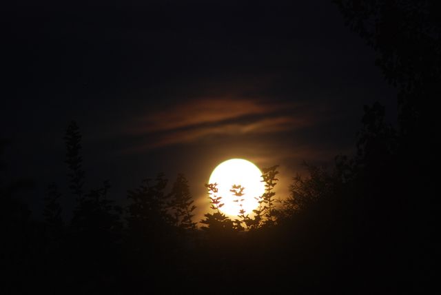 Full Moon Rising Over Trees at Night - Download Free Stock Photos Pikwizard.com