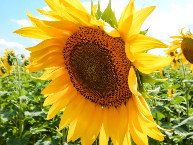 Perfect for use in nature-themed projects, gardening blogs, summer seasonal promotions, and botanical studies. It illustrates the natural beauty of sunflowers with vibrant colors under a clear sky, evoking a feeling of warmth and positivity.