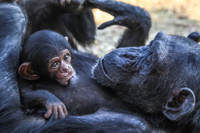 Mother chimpanzee holding baby chimpanzee close, showcasing nurturing bond in natural habitat. Ideal for animal behavior studies, wildlife conservation topics, motherhood themes, or promoting family ties in nature.