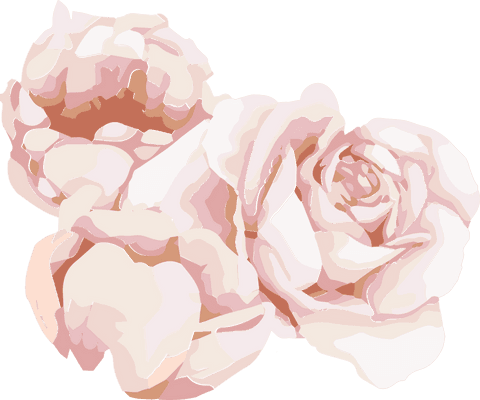 Elegantly blooming pastel roses on transparent background