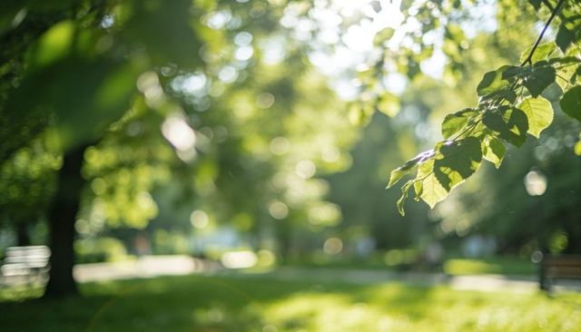 Sunlit green leaves swaying over blurred park lawn with bokeh, soft sunflare and copy space
