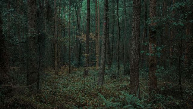 Lush forest with mature trees and ferns invites biodiversity